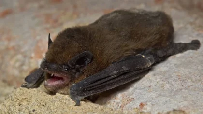 Ilmuwan Temukan 20 Virus Baru pada Kelelawar China, 2 di Antaranya Mirip Virus Mematikan Nipah!